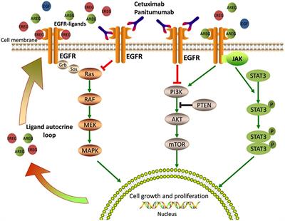 Targeted radionuclide therapy for head and neck squamous cell carcinoma: a review